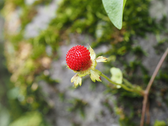 P8010305_thumb.png