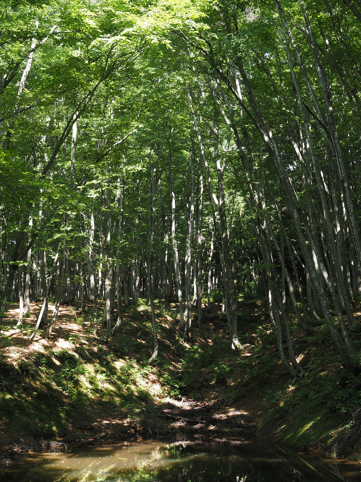 P8150241.jpg