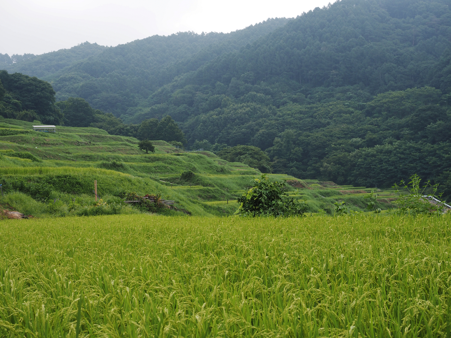 P8220520.jpg