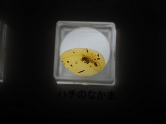 P9131008_thumb.png
