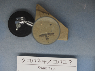 P9131012_thumb.png