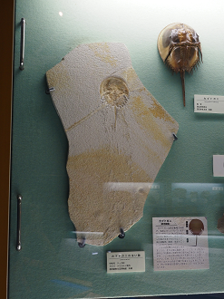 P9131014_thumb.png