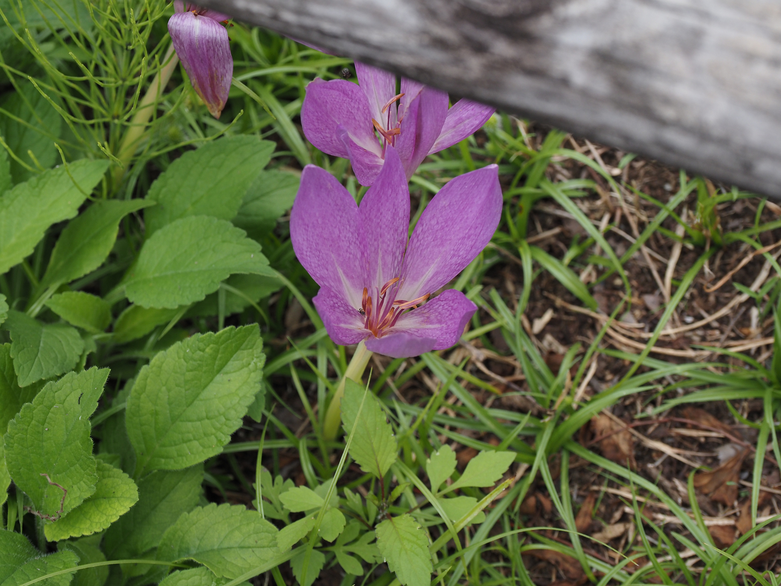 PA040439.jpg