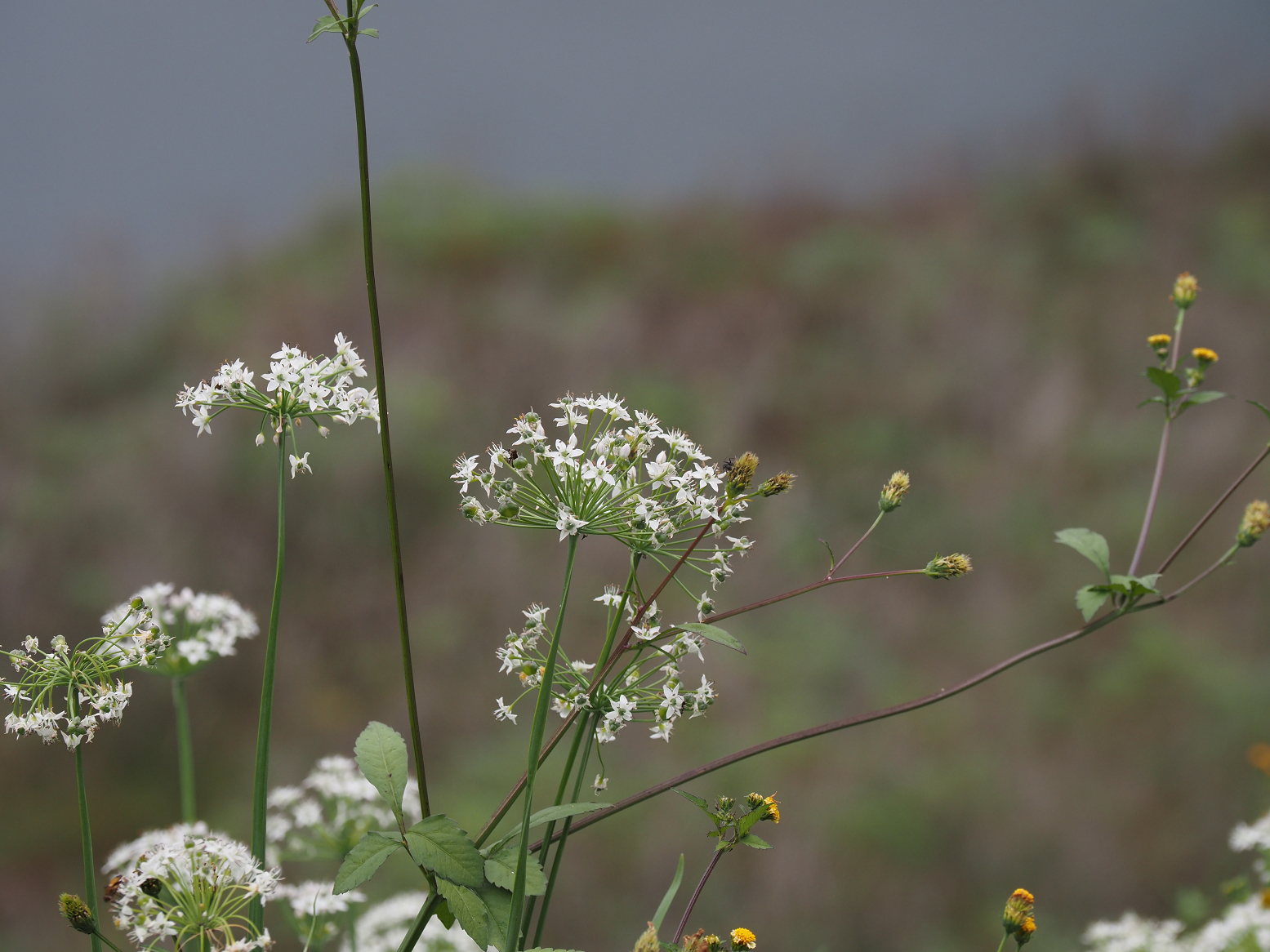 PA040440.jpg