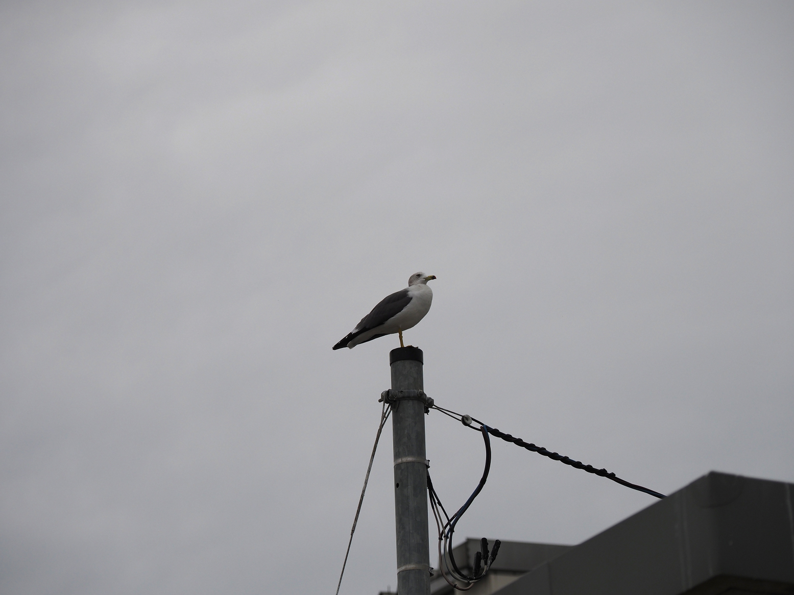 PA170251.jpg