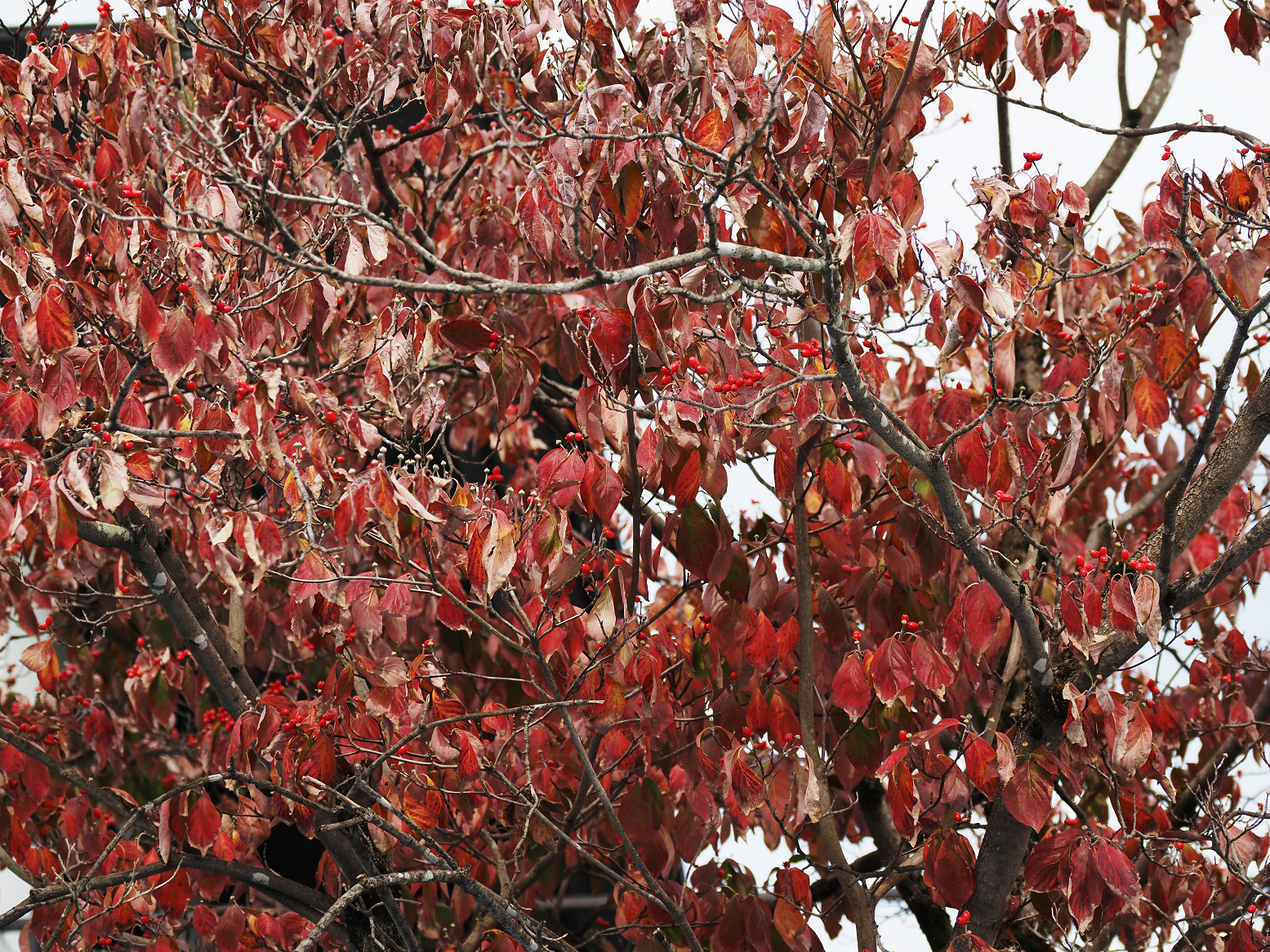 PA180314.jpg