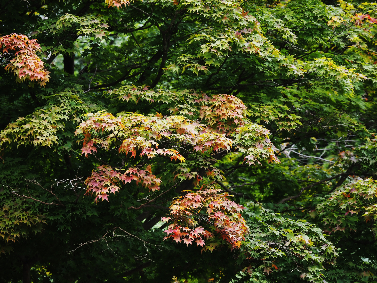 PA190342.jpg