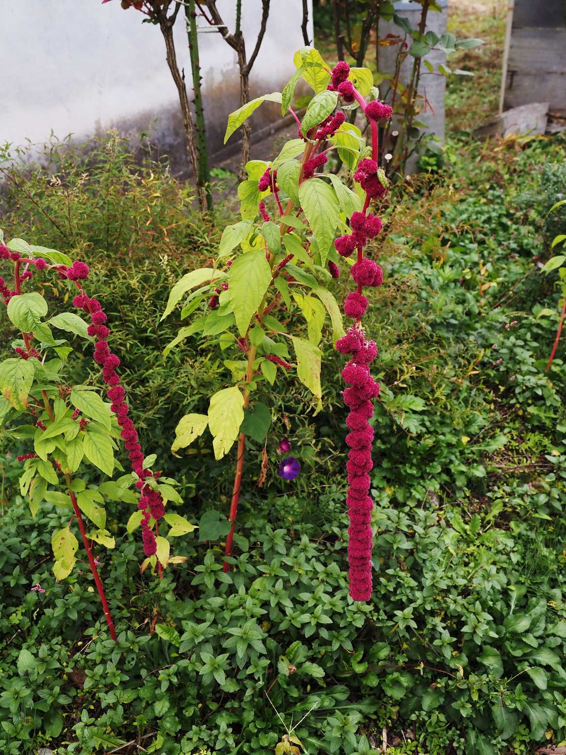 PA190348.jpg