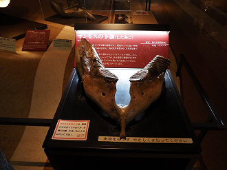 PA310216_thumb.png