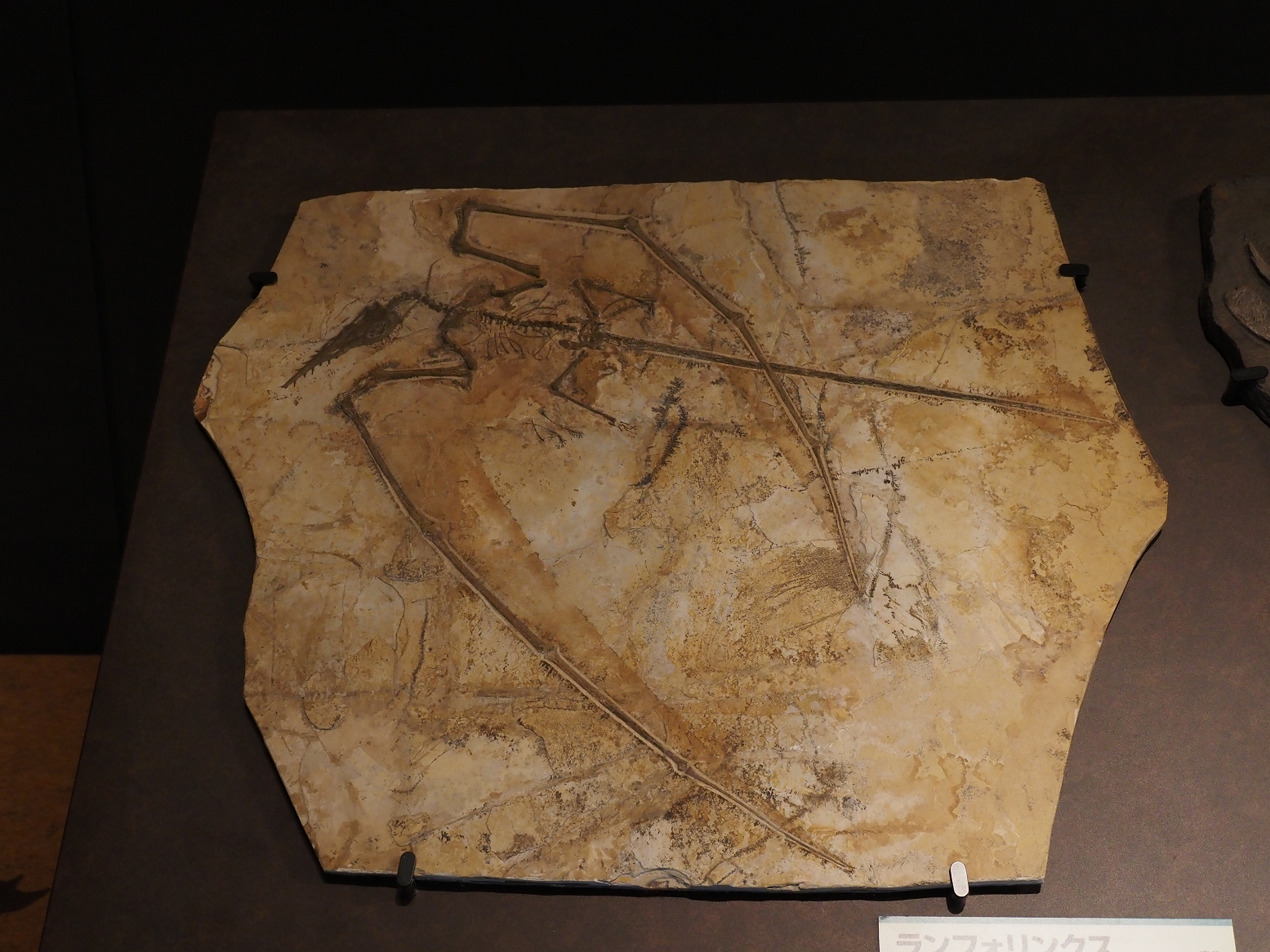 PA310236.jpg