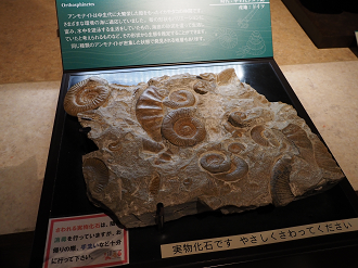 PA310238_thumb.png