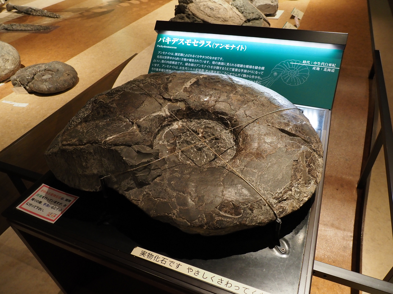 PA310245.jpg