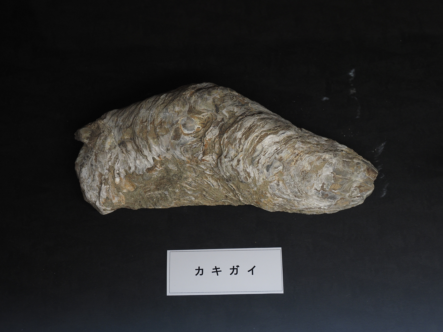 PA310268.jpg