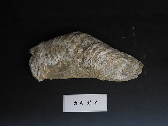 PA310268_thumb.png
