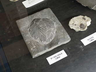 PA310270_thumb.png