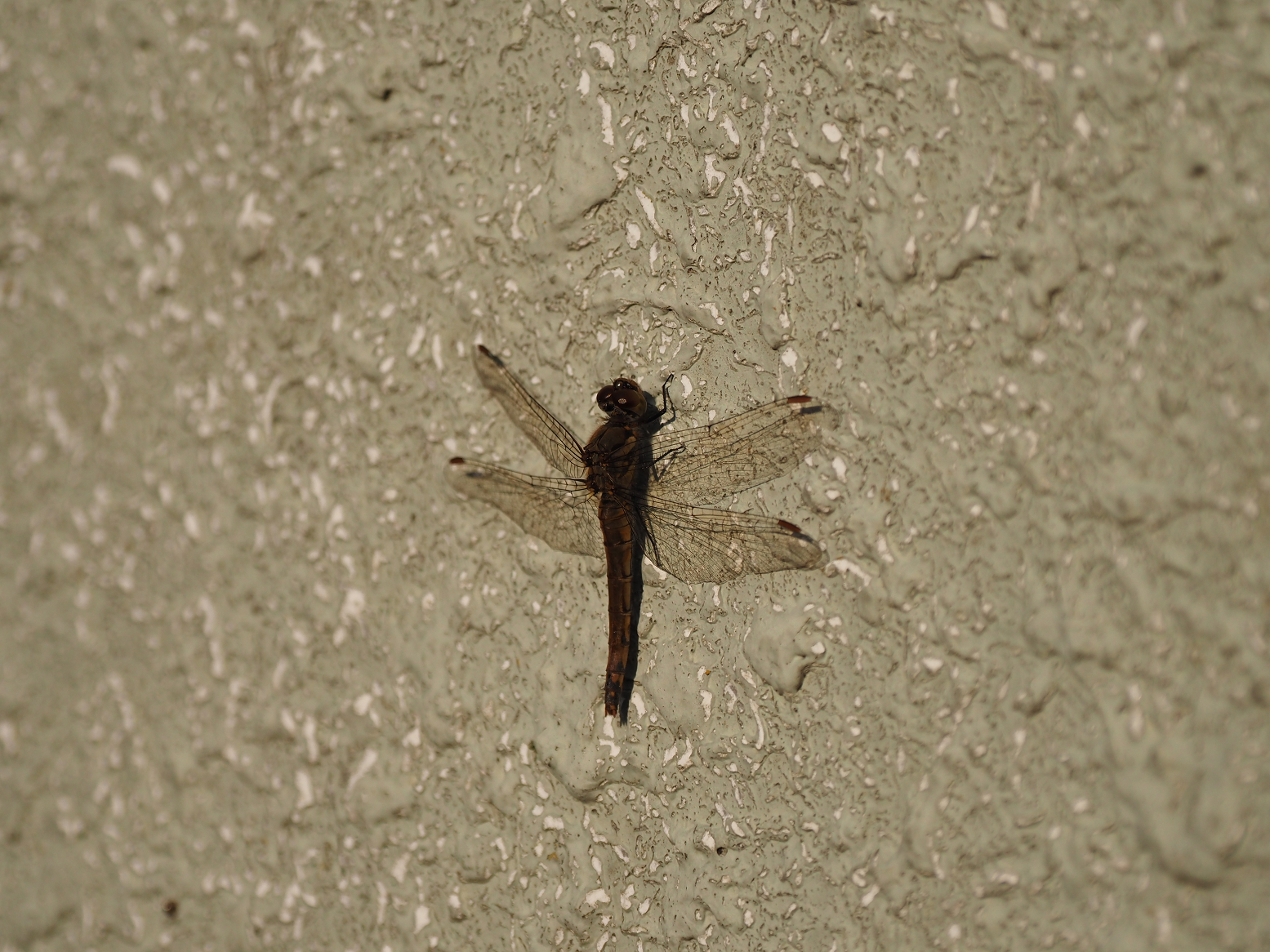 PA310279.jpg