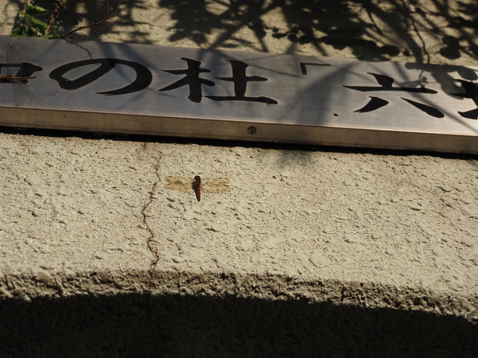 PA310280.jpg