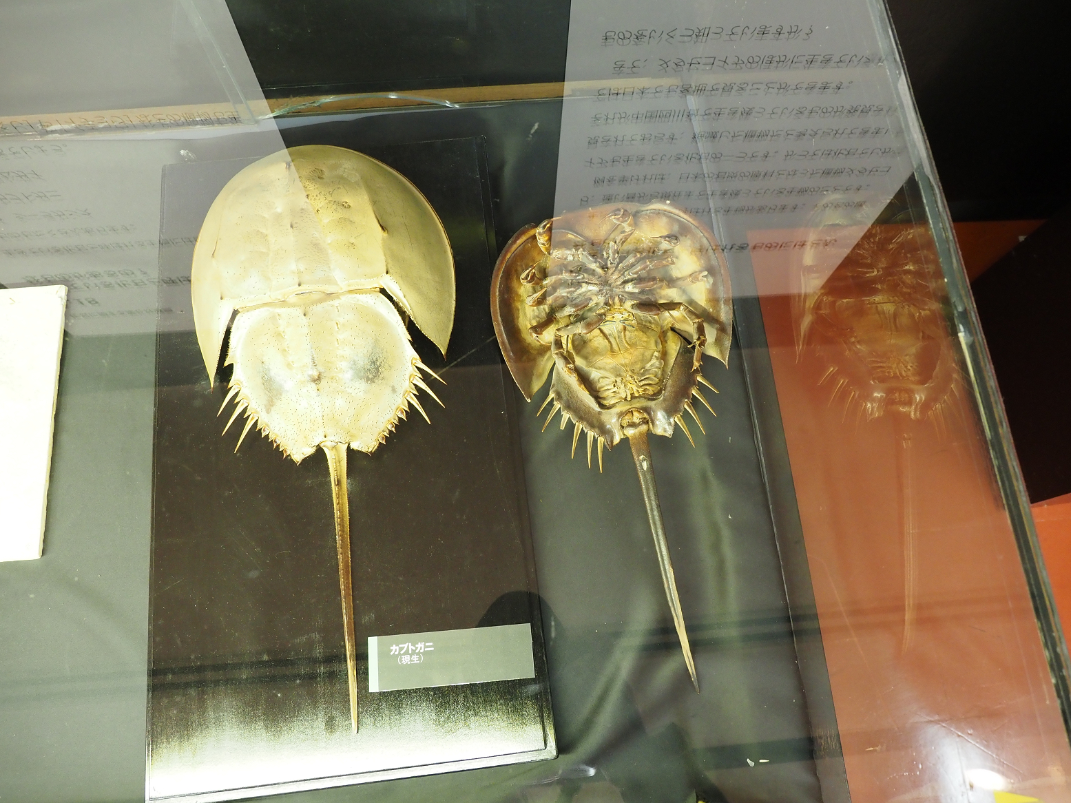 PA310359.jpg