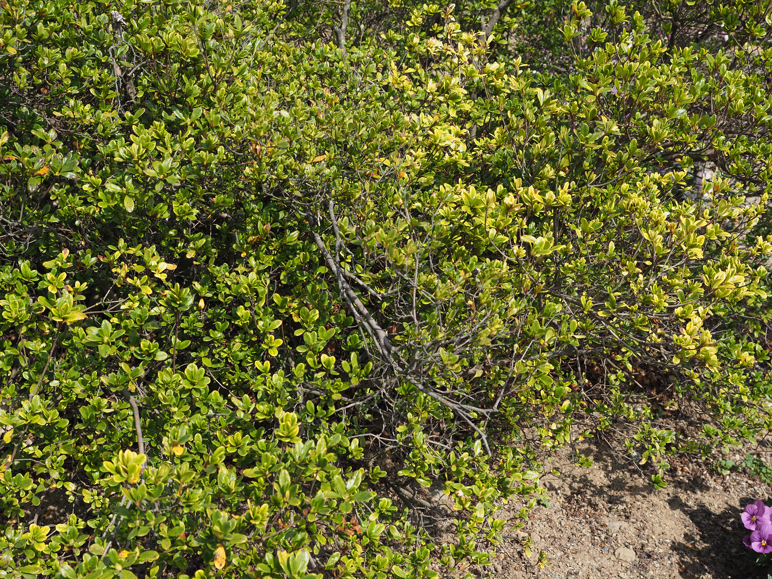 P3270010.jpg