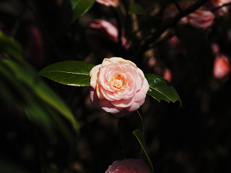 P3270184_thumb.png