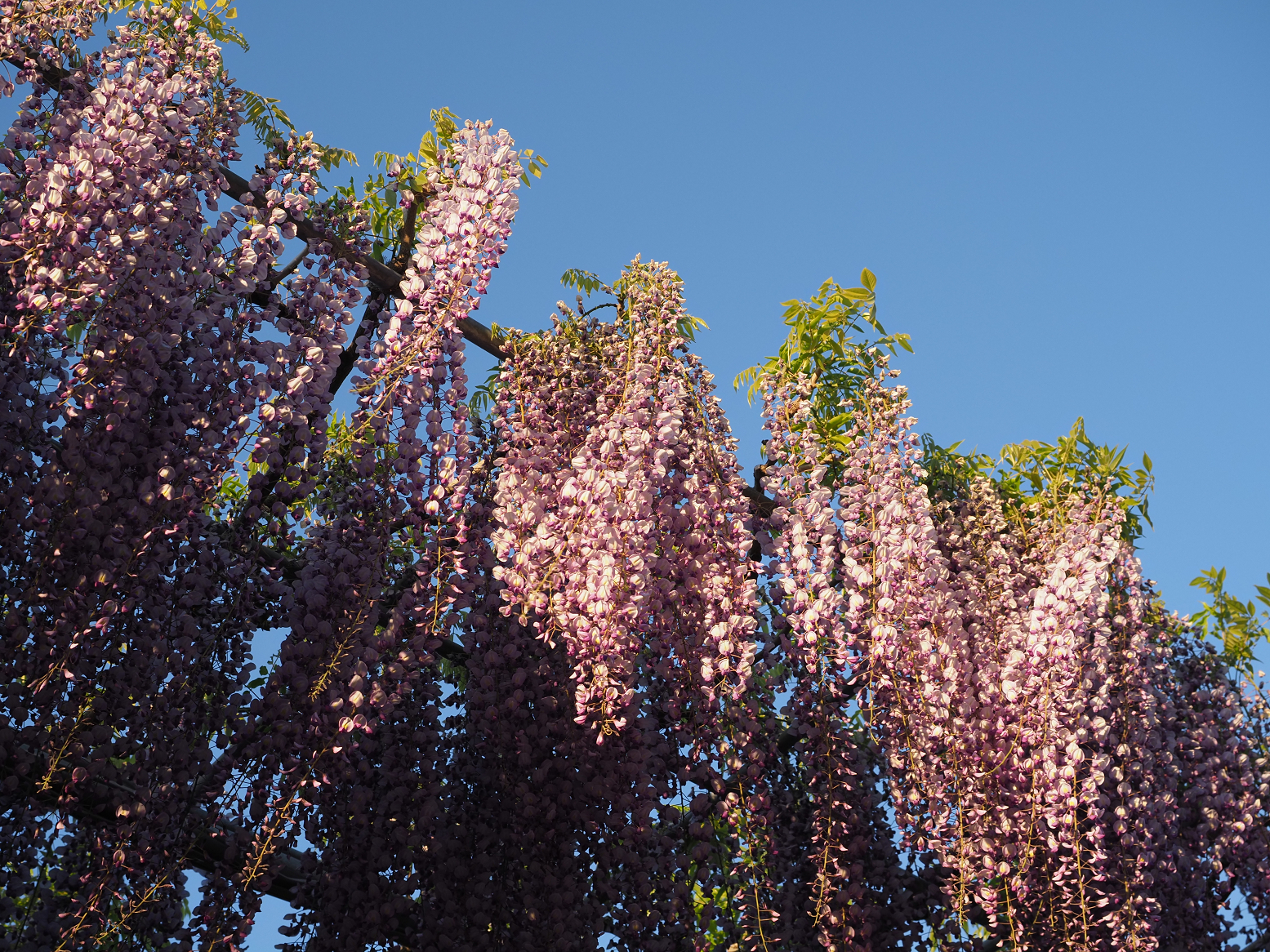 P4260005.jpg