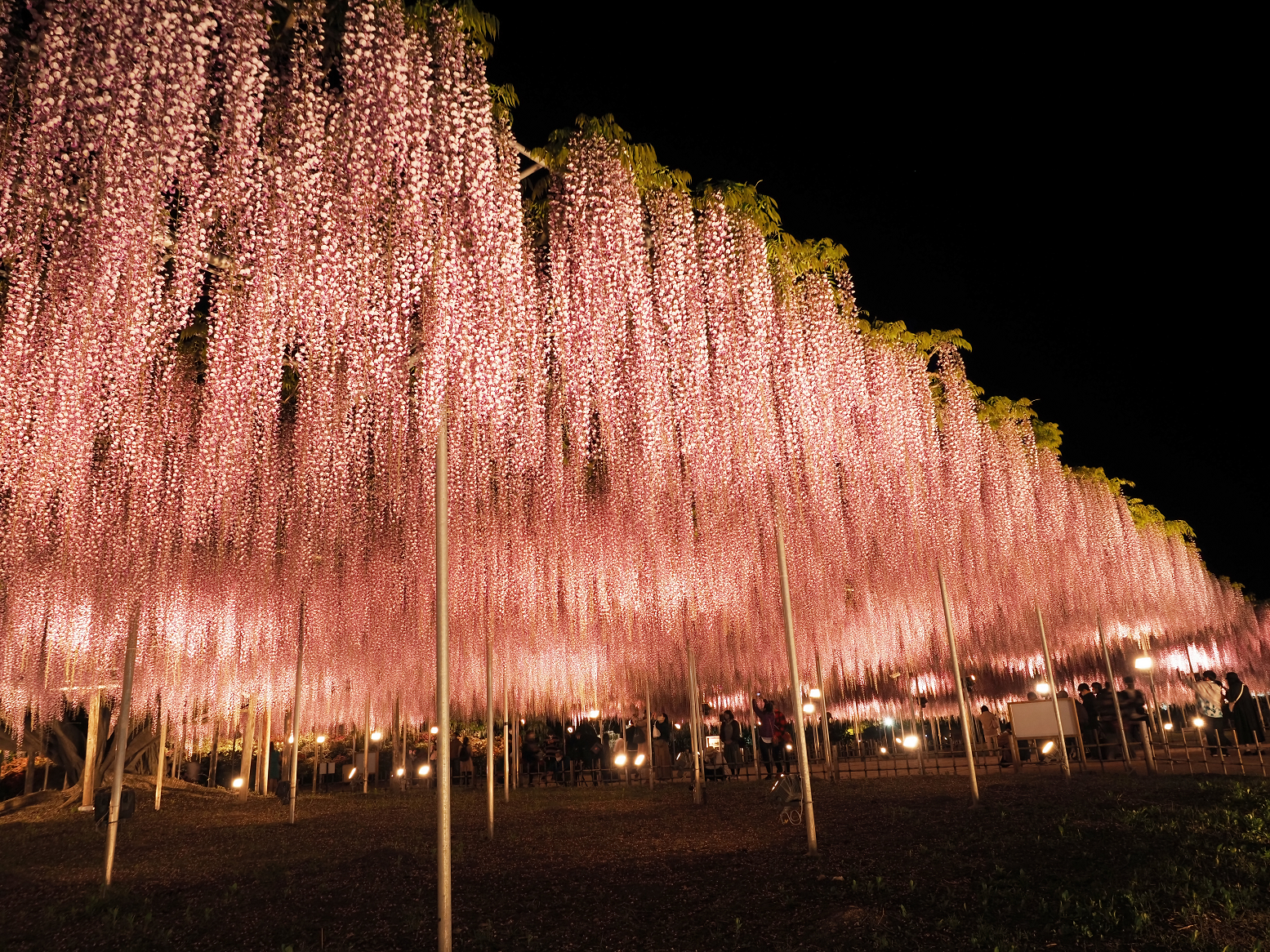 P4260105.jpg