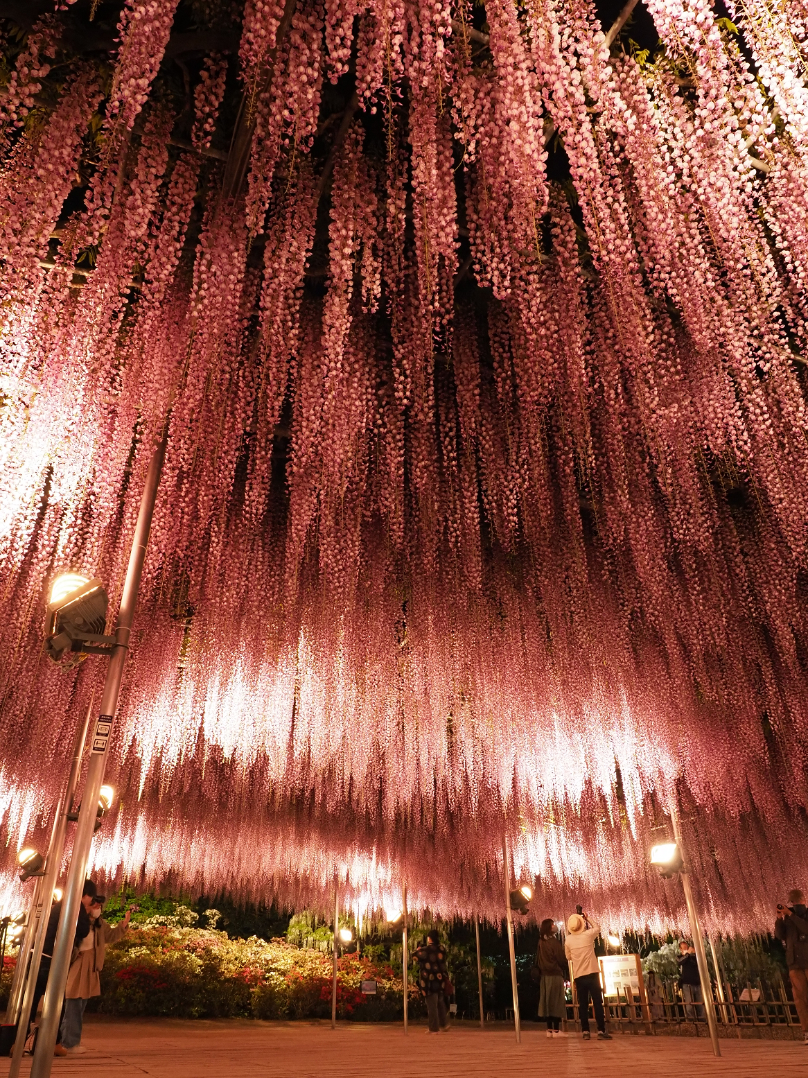 P4260121.jpg