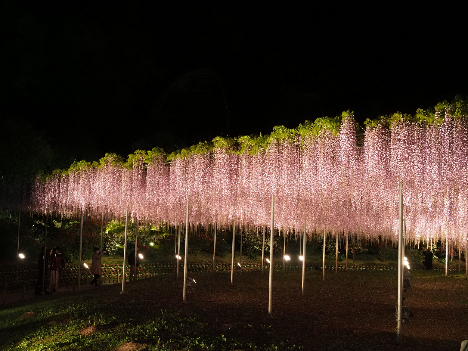 P4260130.jpg
