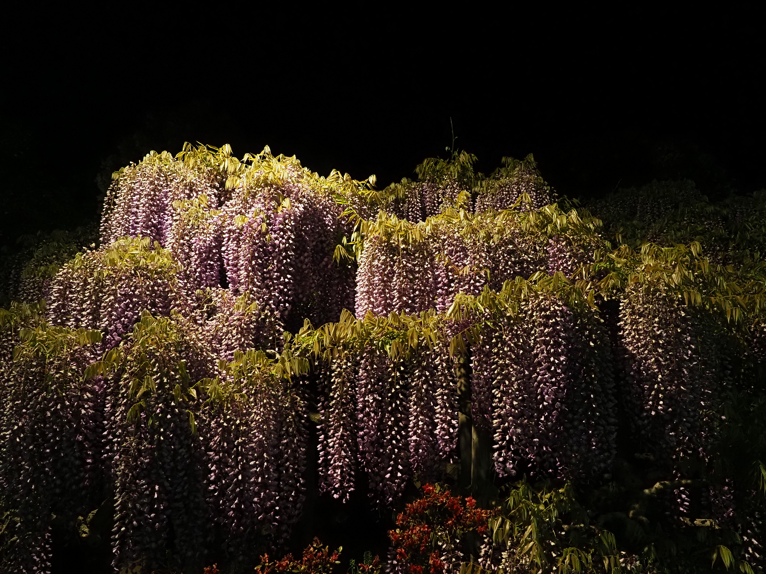 P4260144.jpg