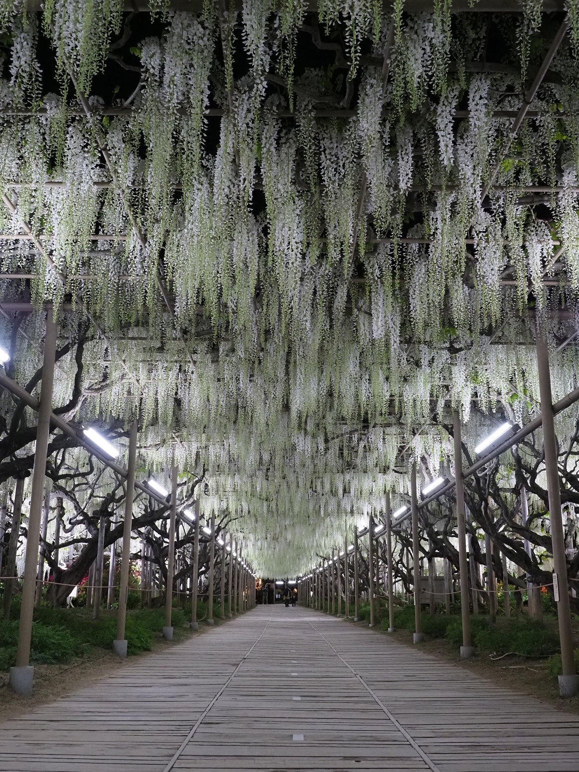 P4260153.jpg