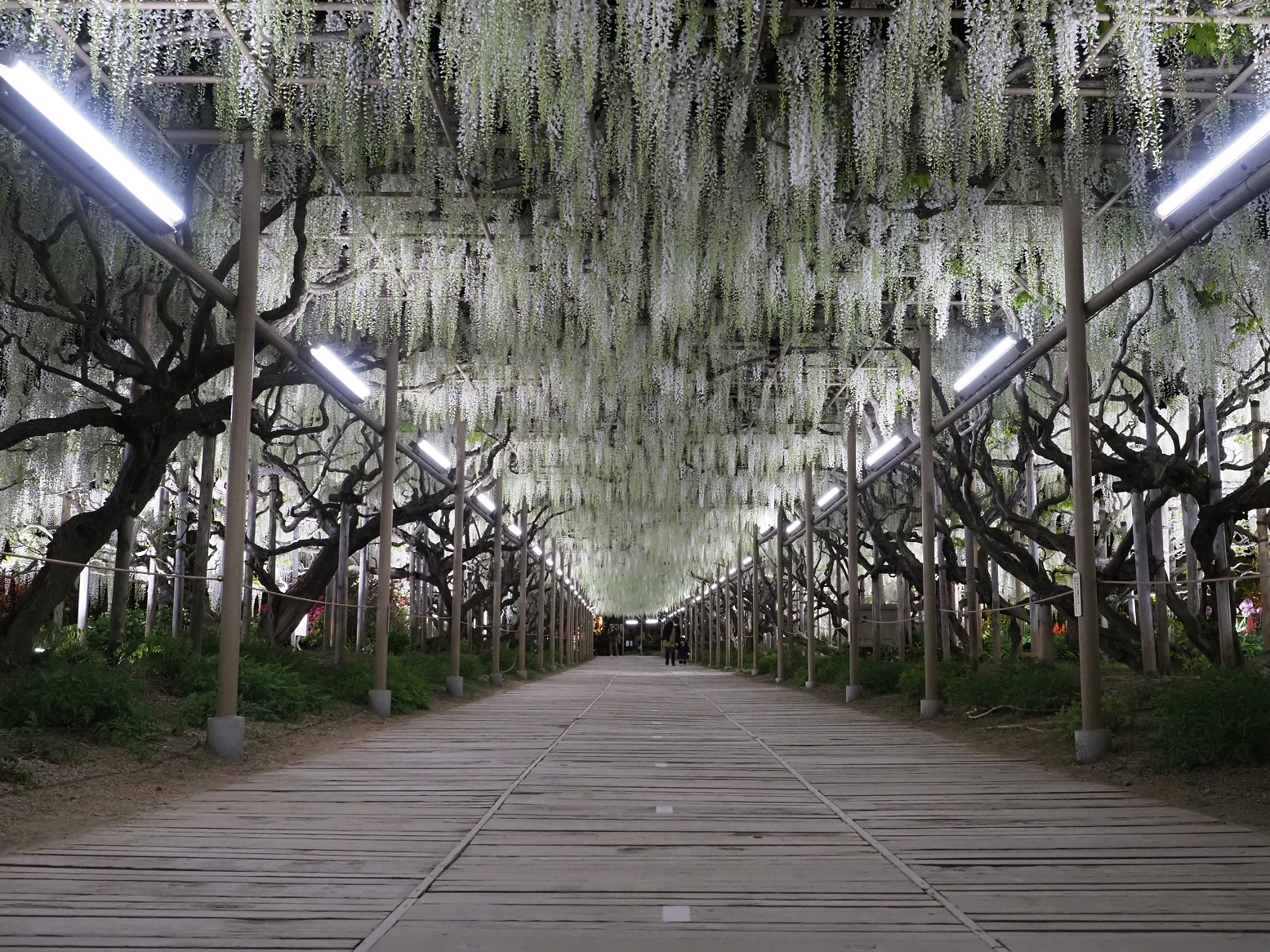 P4260157.jpg