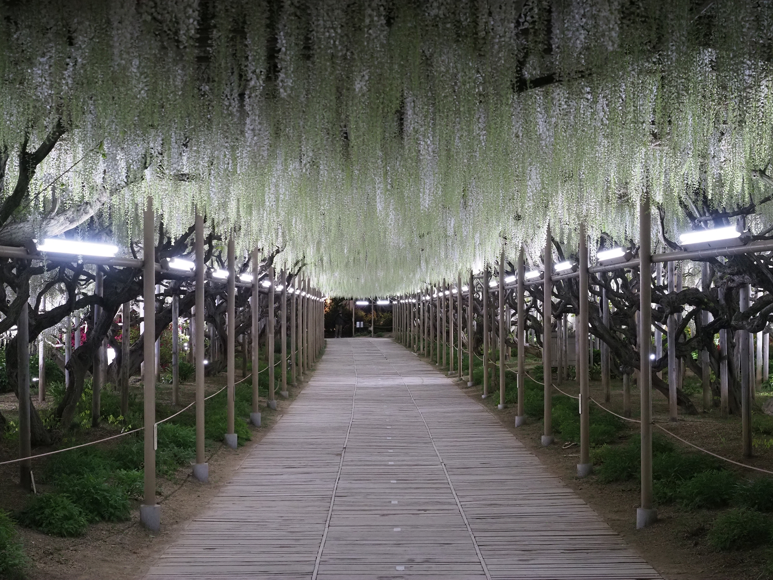 P4260161.jpg