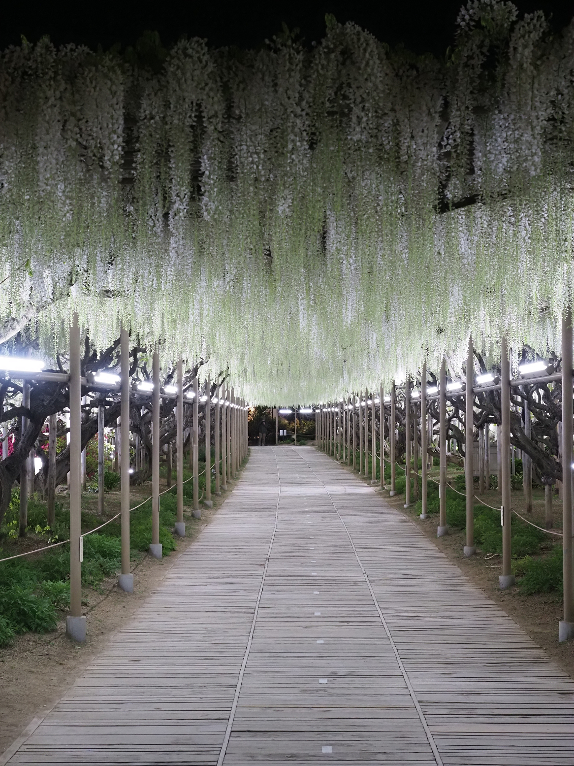 P4260162.jpg