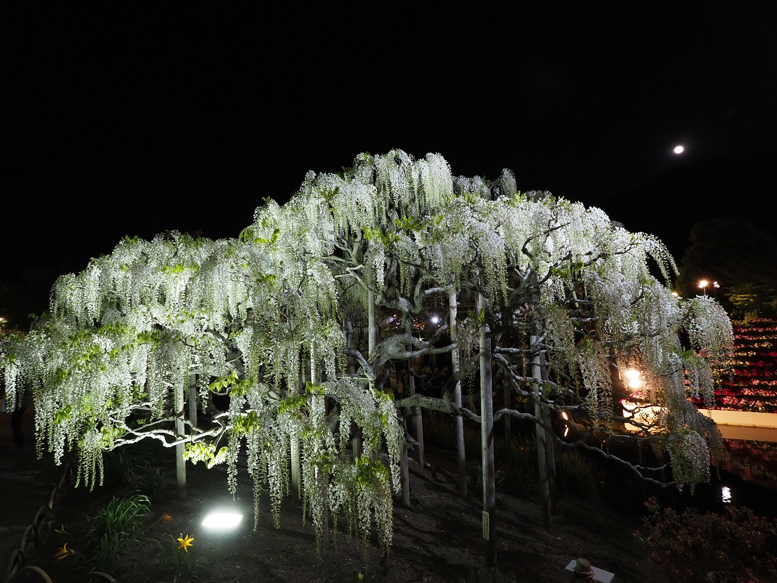 P4260126.jpg