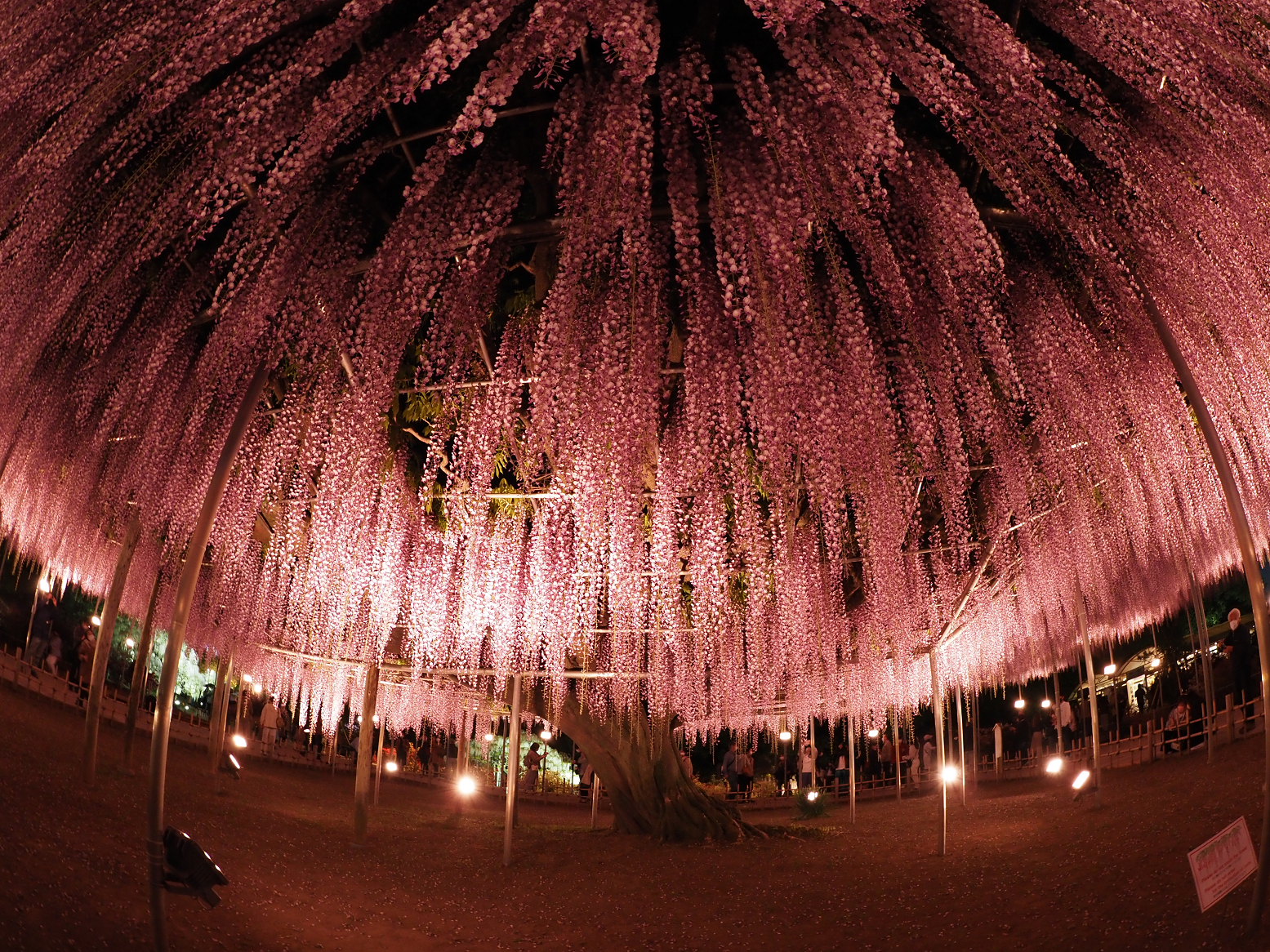 P4260132.jpg
