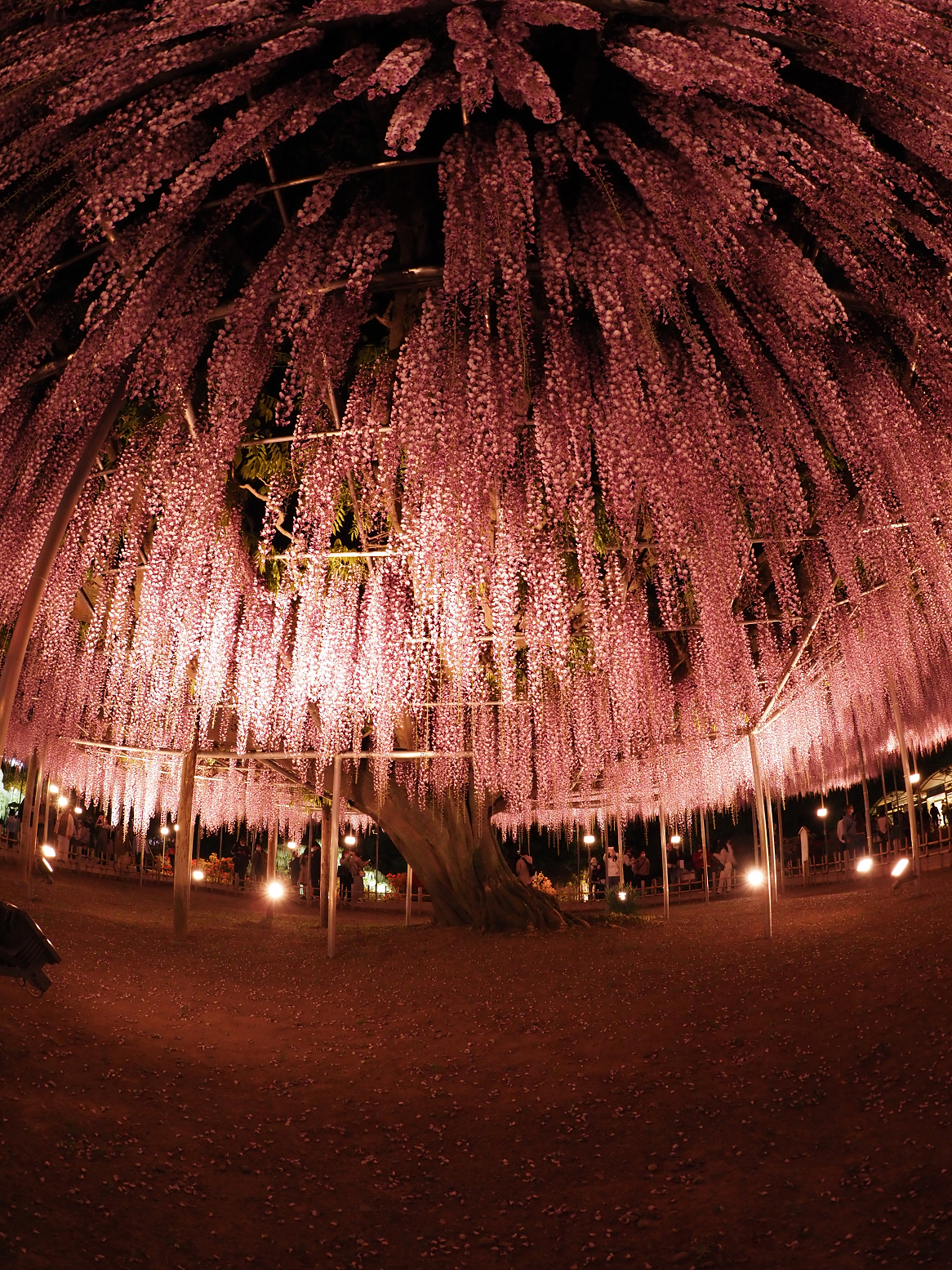 P4260134.jpg