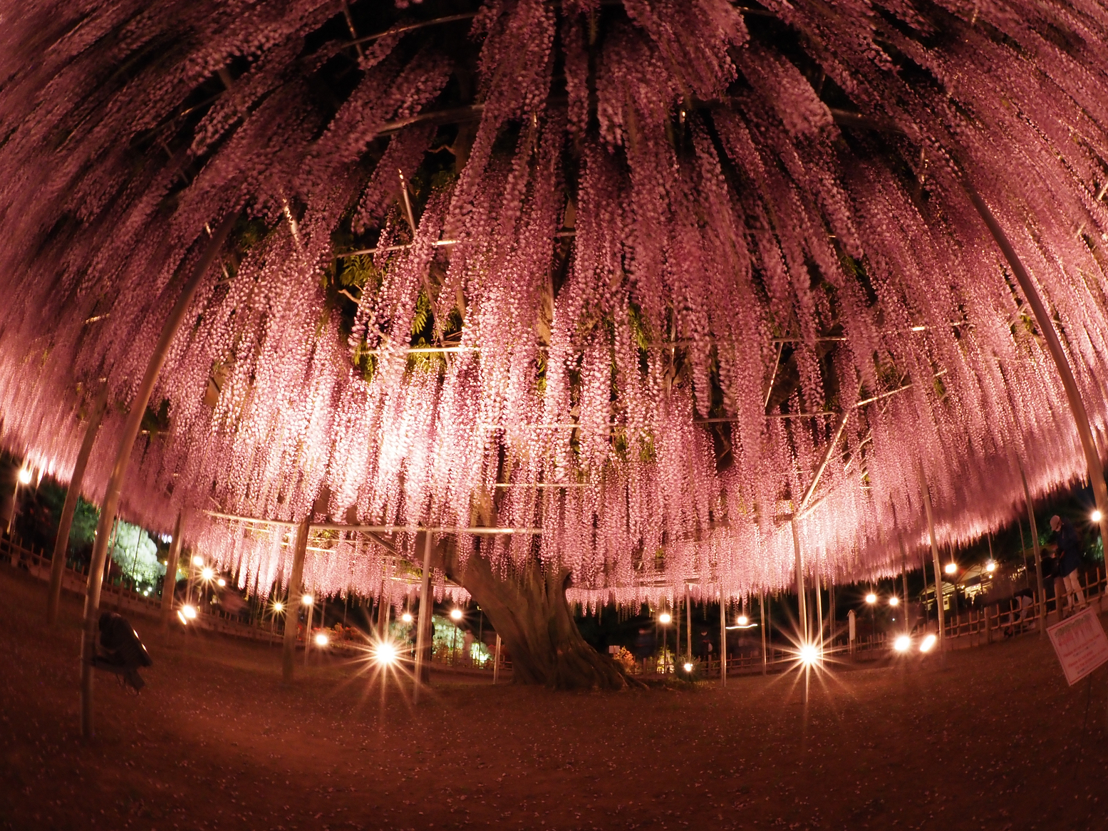 P4260148.jpg