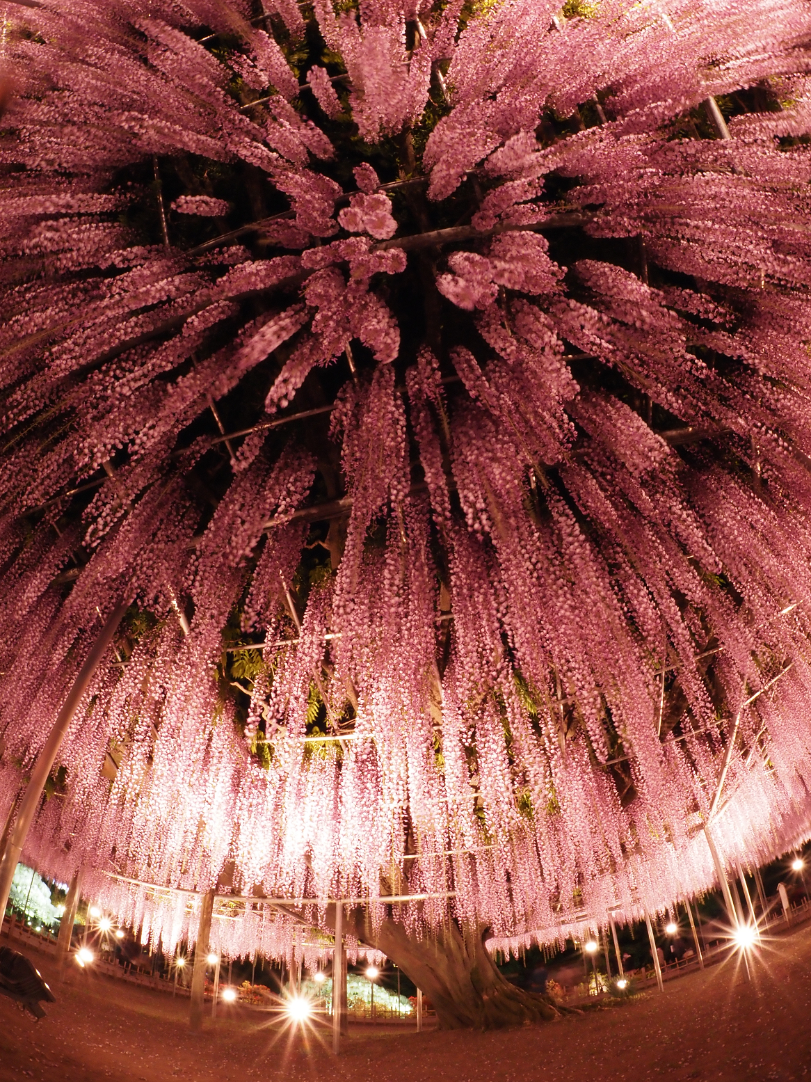 P4260150.jpg