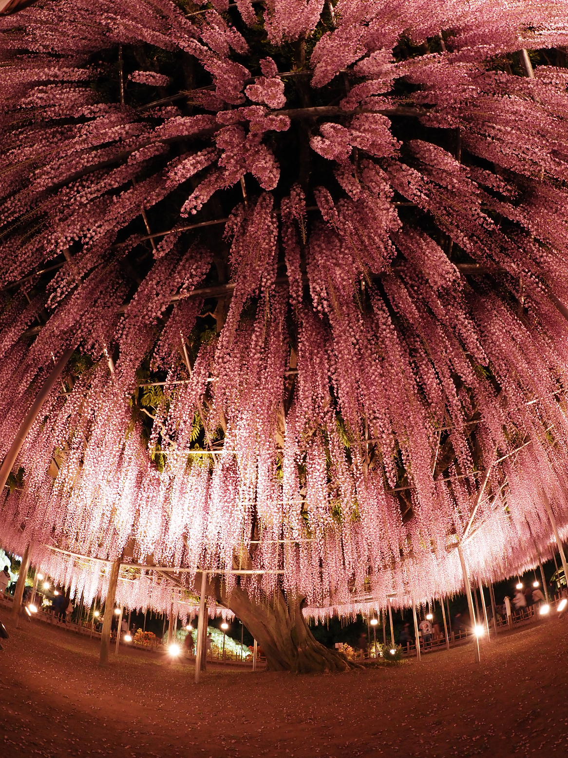 P4260151.jpg