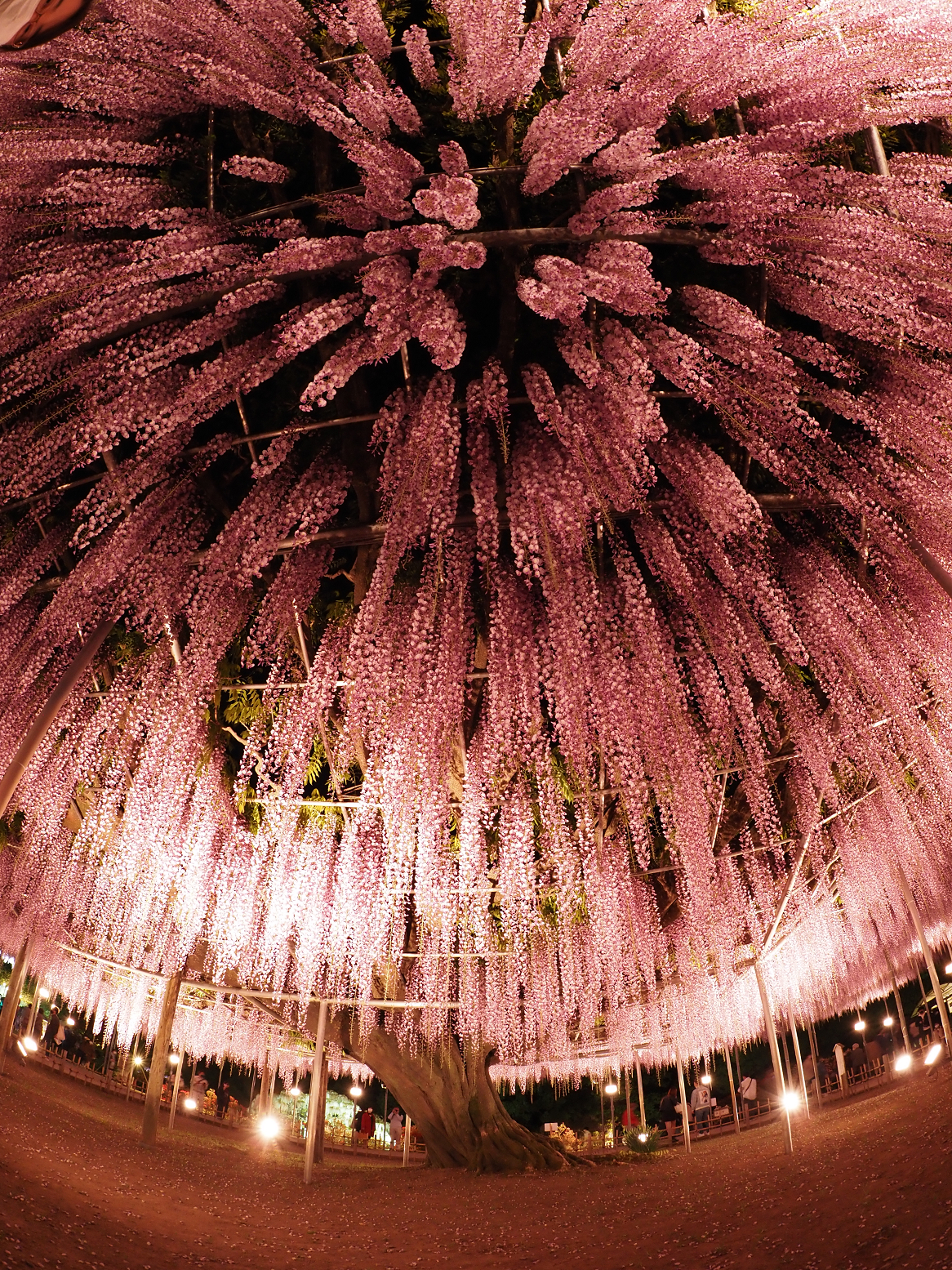 P4260152.jpg
