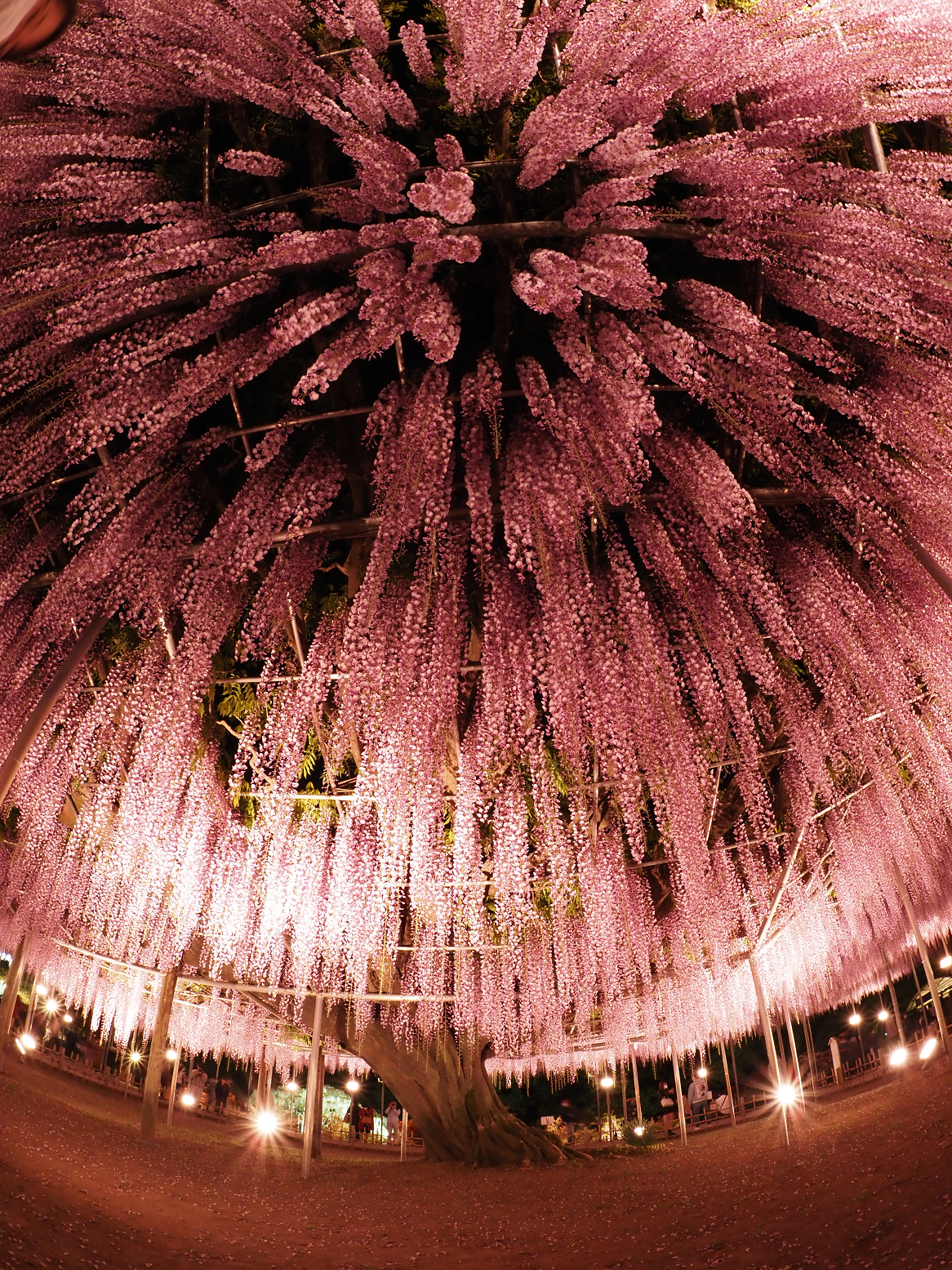 P4260153.jpg