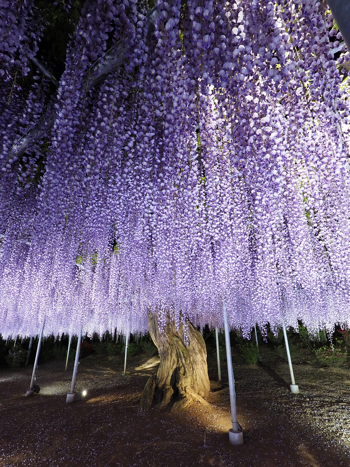 P4260236.jpg