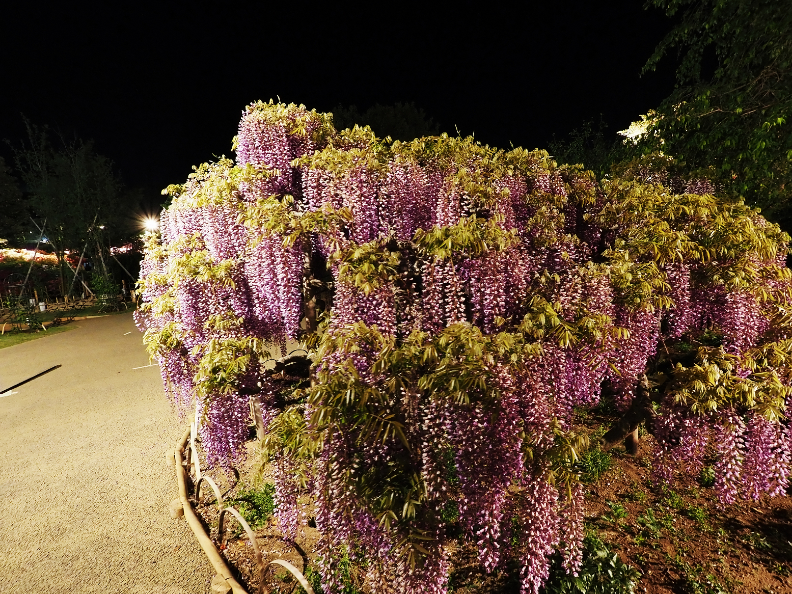 P4260243.jpg
