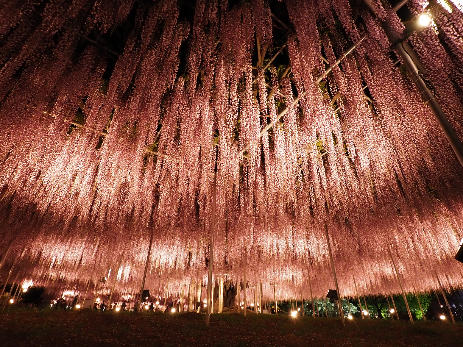 P4260251.jpg