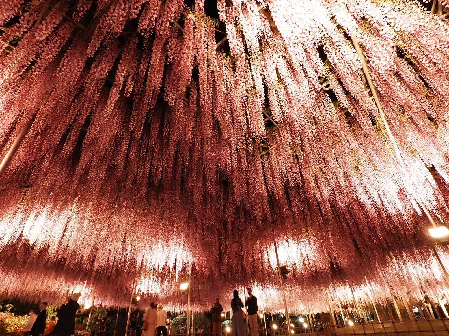 P4260261.jpg