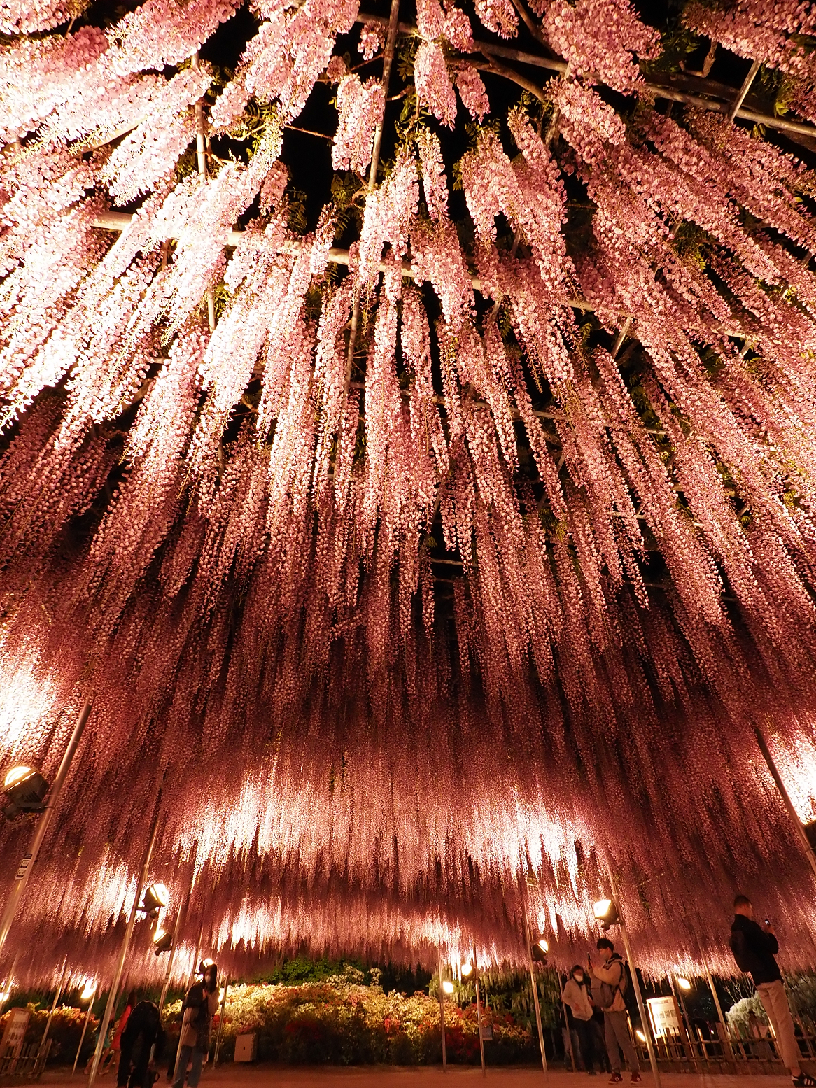 P4260267.jpg
