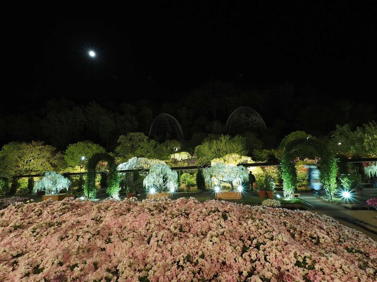 P4260282.jpg