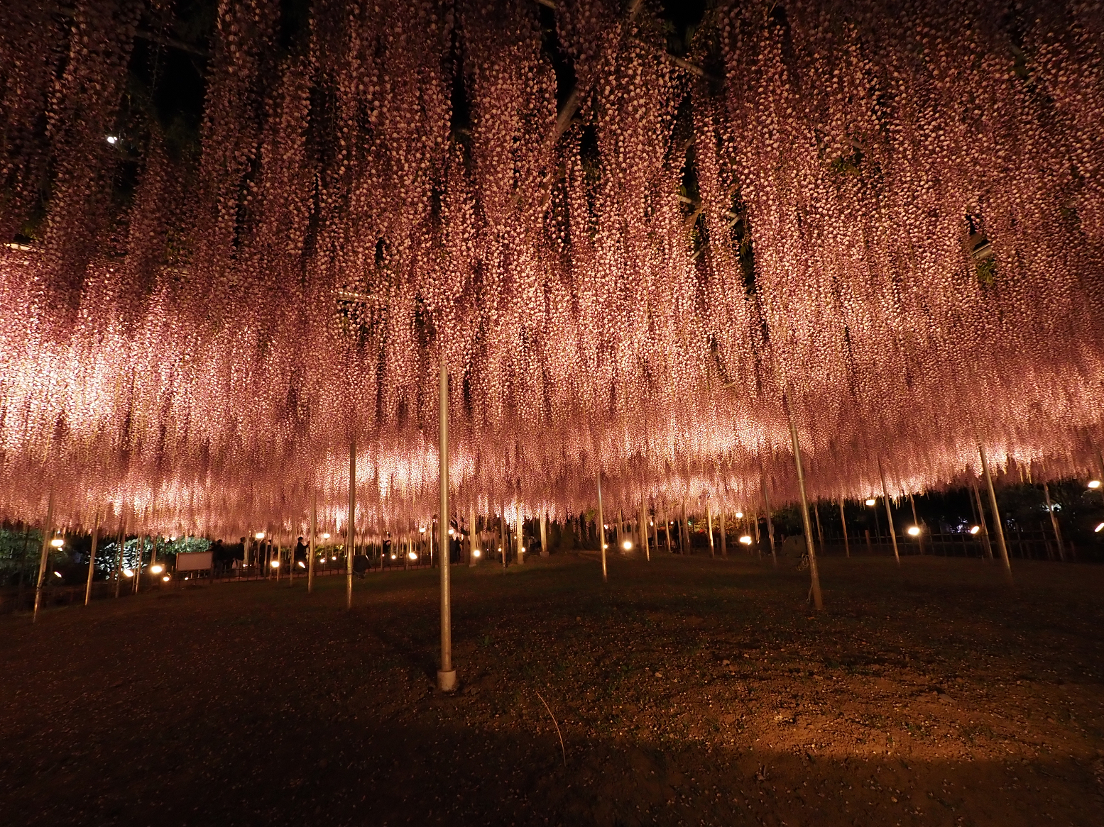P4260302.jpg
