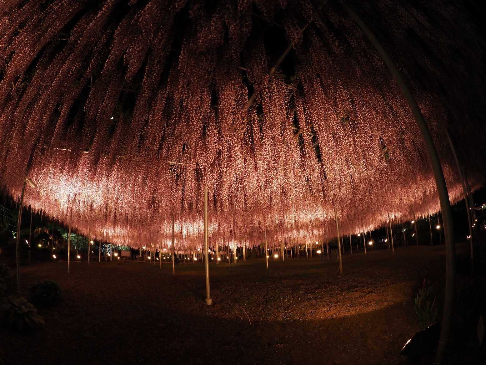 P4260303.jpg