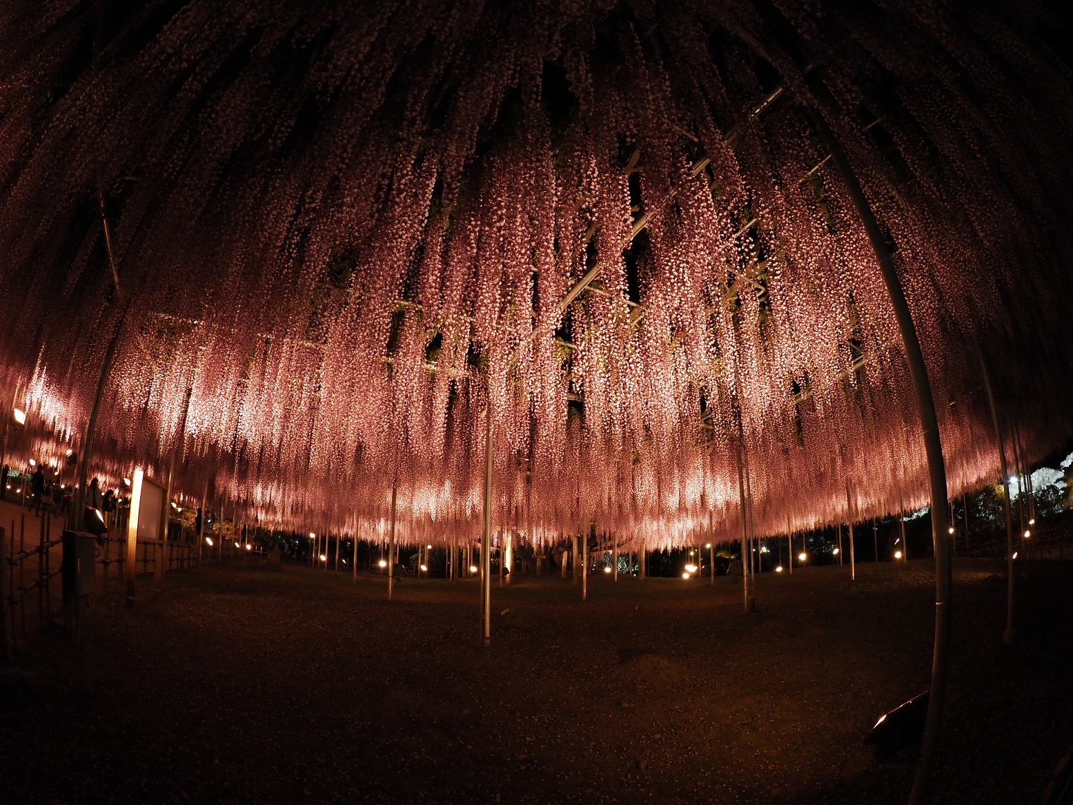 P4260304.jpg